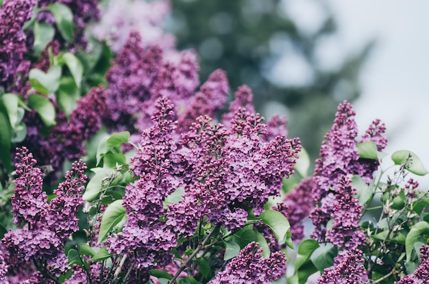 Fiori di lillà primaverili