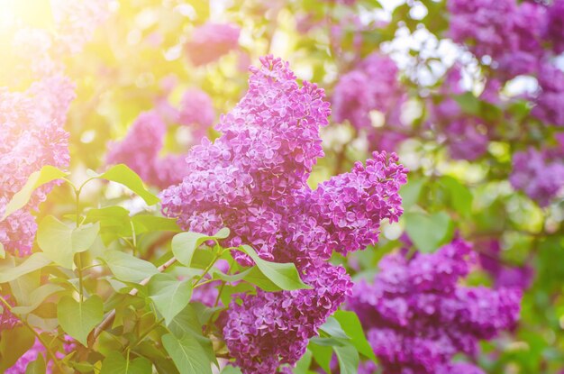 Fiori di lillà primaverili