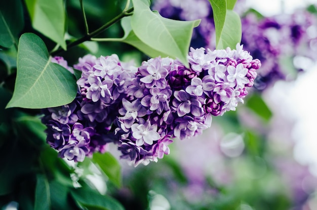 Fiori di lillà primaverili