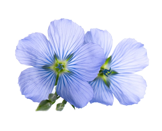 Fiori di lino isolati su sfondo bianco Semi di lino blu comuni o linum usitatissimum