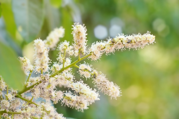 Fiori di longan. Frutto tropicale Longan