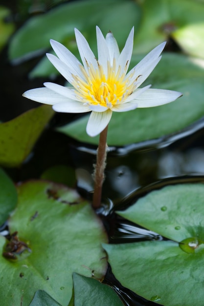 Fiori di loto bianchi in piscina su sfondo verde