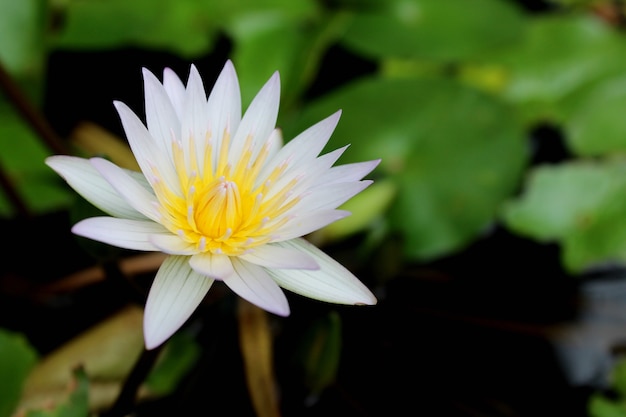 Fiori di loto bianco che sbocciano nello stagno