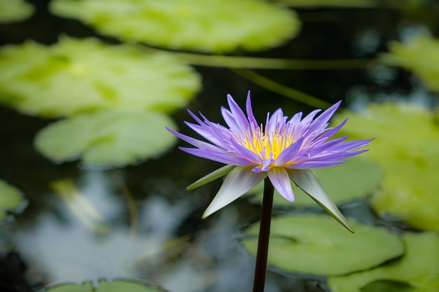 Fiori di loto in stagni naturali