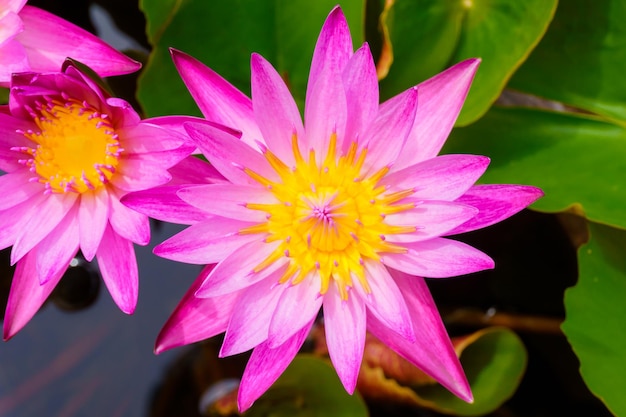 fiori di loto rosa in fiore