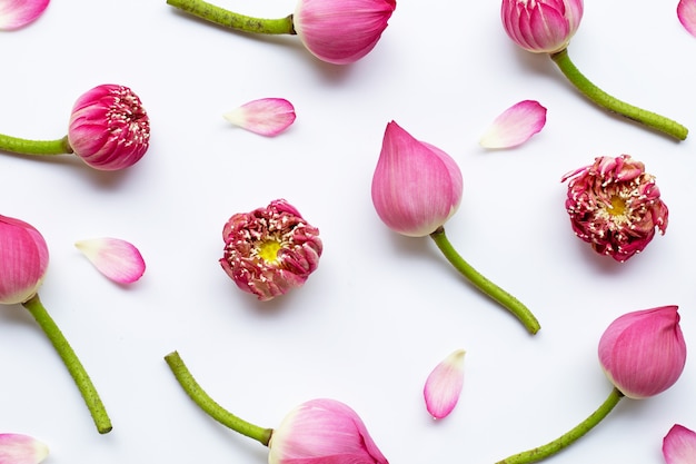 Fiori di loto rosa su bianco