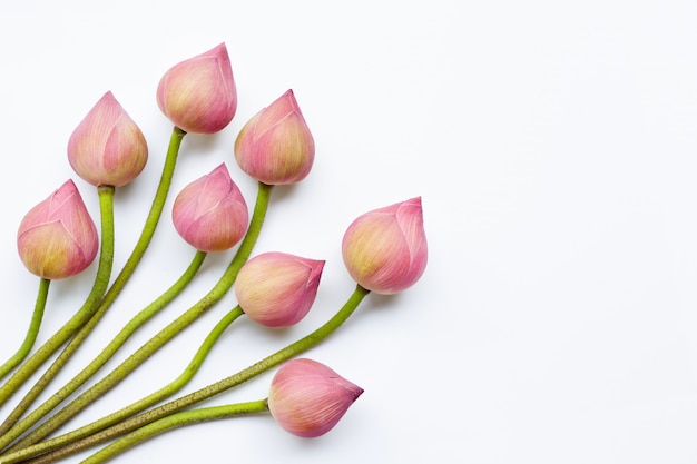 Fiori di loto su bianco.