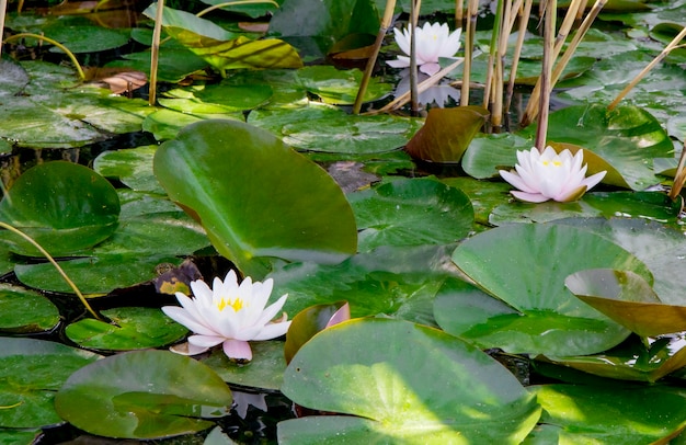 fiori di loto sull'acqua