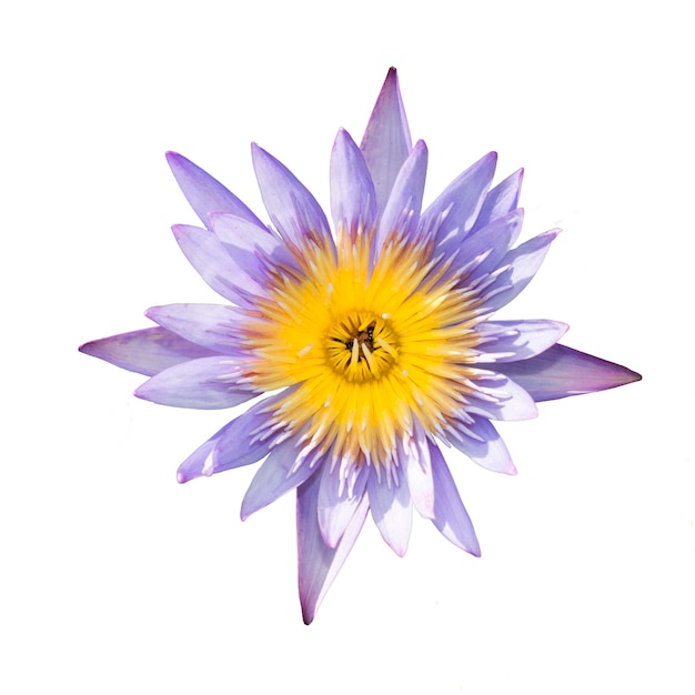 Fiori di loto viola con stami gialli, che sbocciano alla luce del sole. Isolato su uno sfondo bianco.