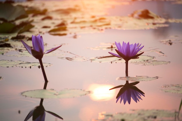 Fiori di loto viola stanno sbocciando con il tramonto