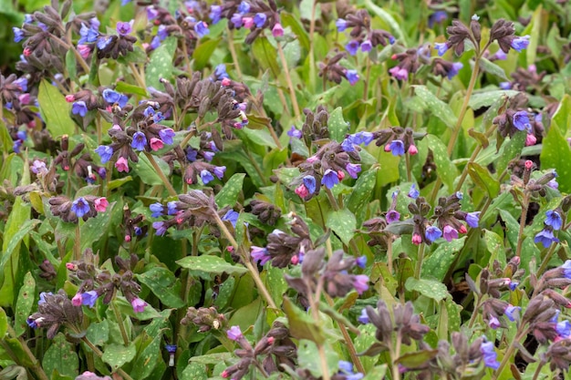 Fiori di Lungwort Pulmonaria officinalis I primi fiori primaverili Piante medicinali