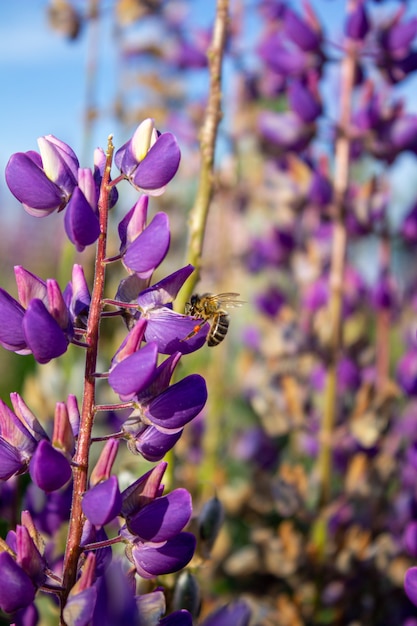 Fiori di lupino all'aria aperta, sul campo, primo piano. Campo di lupini con fiori rosa viola e blu