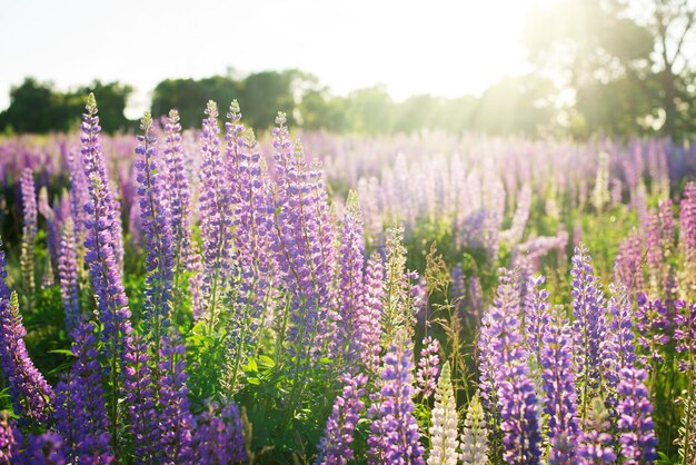 Fiori di lupino contro il sole nel prato primaverile