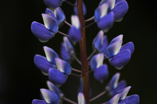 Fiori di lupino (genere Lupinus)