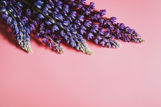 Fiori di lupino in colore blu lilla in piena fioritura su una superficie rosa laici