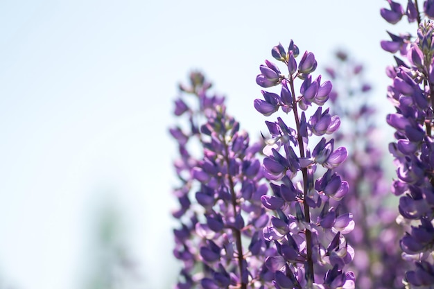 Fiori di lupino in fiore Un campo di lupini Fiori viola primaverili ed estivi