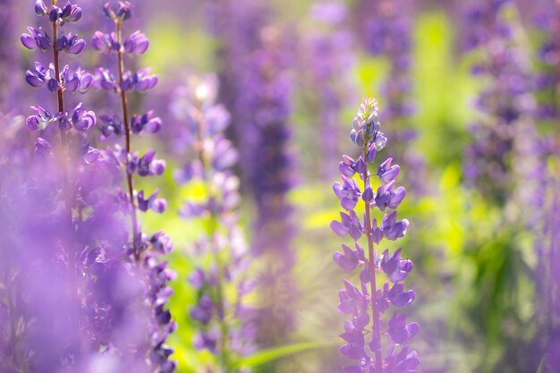 Fiori di lupino in fiore Un campo di lupini Fiori viola primaverili ed estivi