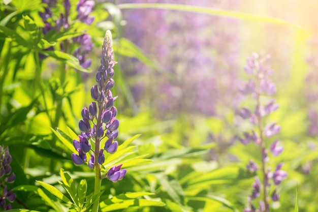 Fiori di lupino in fiore Un campo di lupini Fiori viola primaverili ed estivi