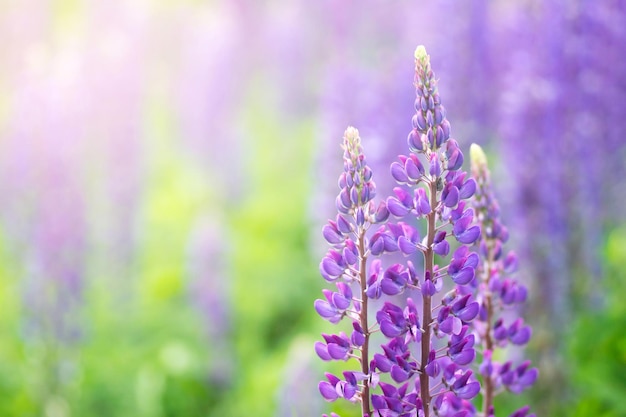 Fiori di lupino in fiore Un campo di lupini Primavera viola e