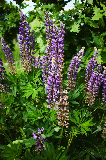 fiori di lupino in giardino