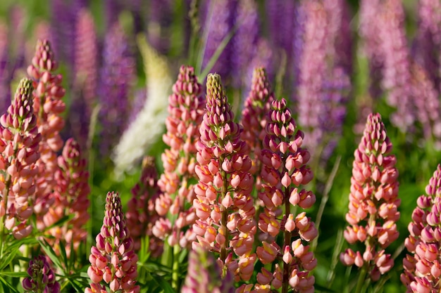 Fiori di lupino in un campo