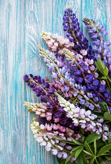 Fiori di lupino rosa e viola