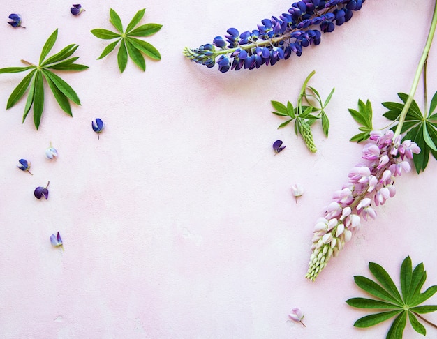 Fiori di lupino rosa e viola