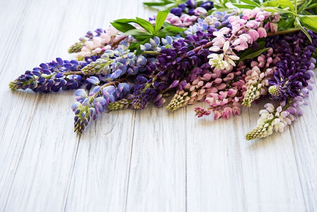 Fiori di lupino rosa e viola