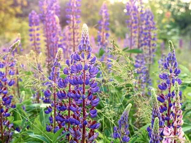 Fiori di lupino sbocciano nel campo