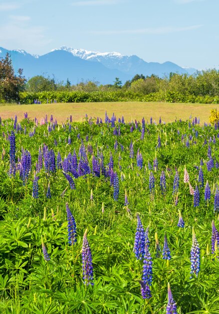 Fiori di lupino solare con paesaggio di montagna e sfondo di cielo blu