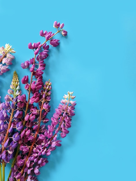 Fiori di lupino sul tavolo blu. Copia spazio, vista dall'alto.