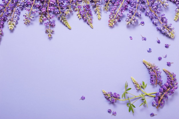 Fiori di lupino sulla superficie della carta viola