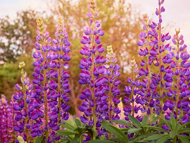 Fiori di lupino viola fiorisce nel campo.