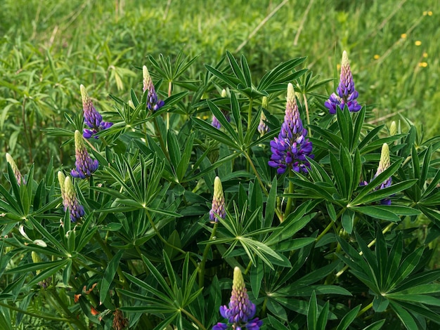 Fiori di lupino viola in fiore Lupinus polyphyllus piante da foraggio che crescono nel giardino primaverile Fiori viola e lilla