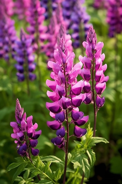 Fiori di lupino viola in un campo