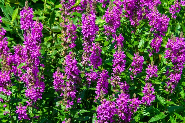 Fiori di Lythrum salicaria nel campo