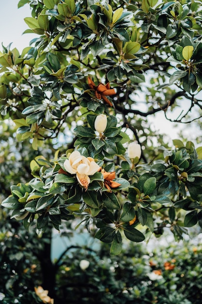 Fiori di magnolia bianca sui rami di un albero tra le foglie