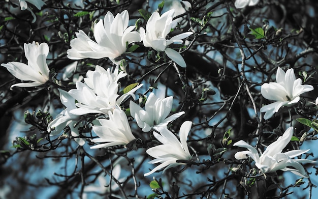 Fiori di magnolia bianca