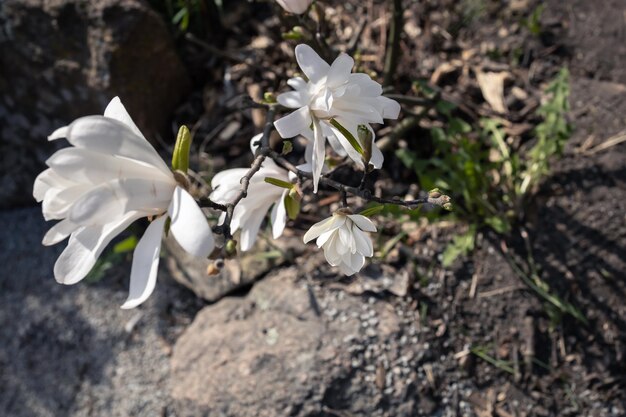 Fiori di magnolia bianca