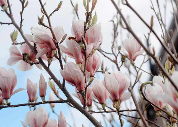 Fiori di magnolia bianchi e rosa sul brunch contro il cielo blu nella soleggiata giornata di primavera