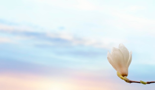 Fiori di magnolia bianchi e rosa sul ramo in una calda giornata di sole primaverile