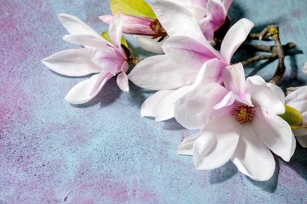 Fiori di magnolia con foglie