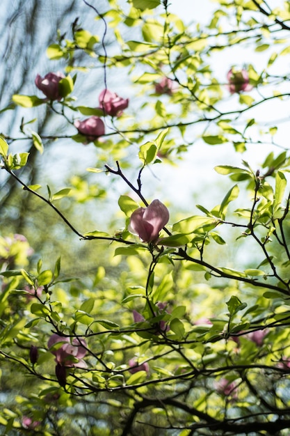 Fiori di magnolia di primavera