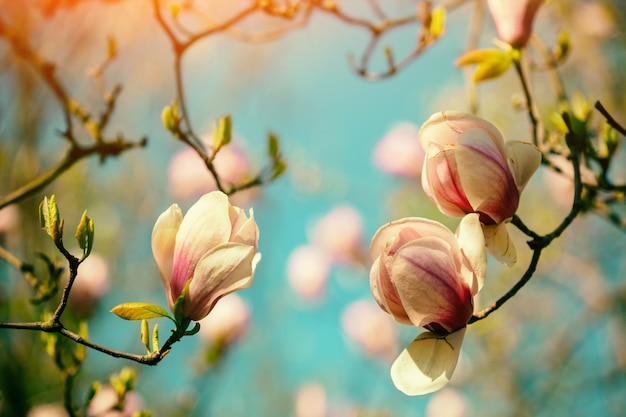 Fiori di magnolia in fiore Primavera Fiori vintage naturali sullo sfondo