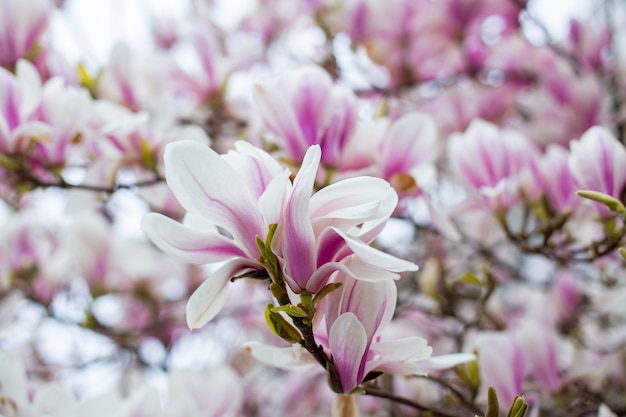 Fiori di magnolia in primavera