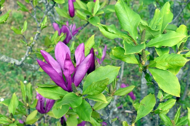 Fiori di Magnolia liliiflora È un albero ornamentale originario della Cina