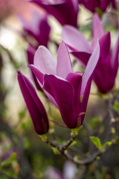 fiori di magnolia, magnolia viola, fiori primaverili