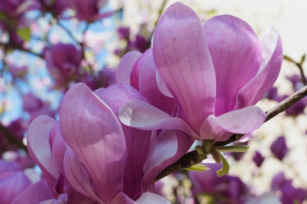 Fiori di magnolia nel ramo. Sfondo bello e delicato