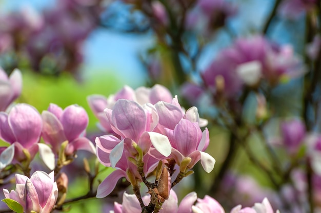 Fiori di magnolia primaverili, sfondo floreale morbido astratto naturale