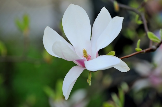 Fiori di magnolia primaverili, sfondo floreale morbido astratto naturale